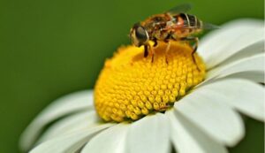 Nova regra ambiental protege abelhas sem ferrão no Brasil, exige resgate antes do desmatamento e destaca importância na produção de alimentos