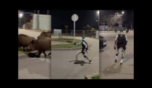 Robô humanoide persegue javalis na Polônia