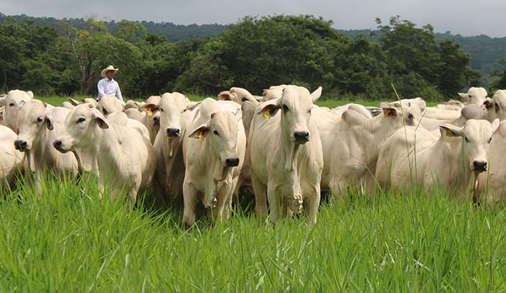 União Europeia interdita importações de carne do Brasil