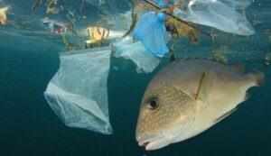 ONU divulga pesquisa sobre os oceanos