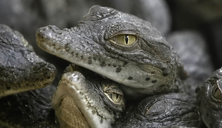 Crocodilos-do-nilo nascem na França após verão de calor extremo