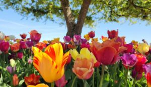 Primavera começa com El Nino e calor acima da média