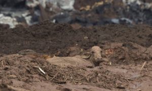 Imagem de vaca atolada em Brumadinho