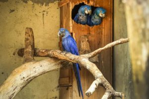 arara-azul
