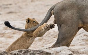 animais selvagens