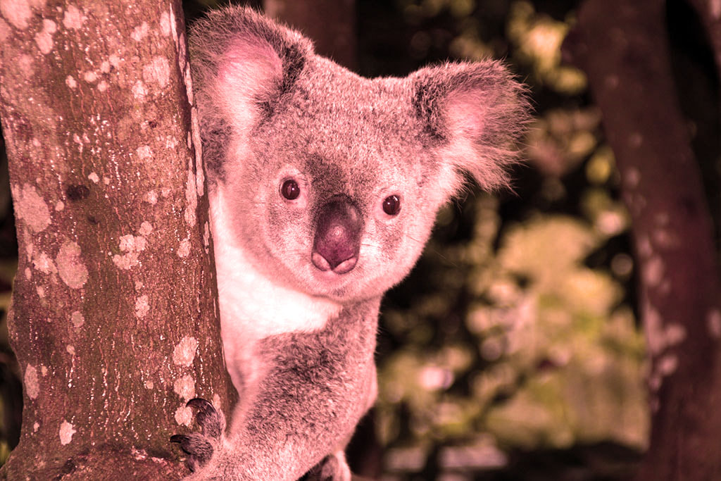 incêndios na Austrália