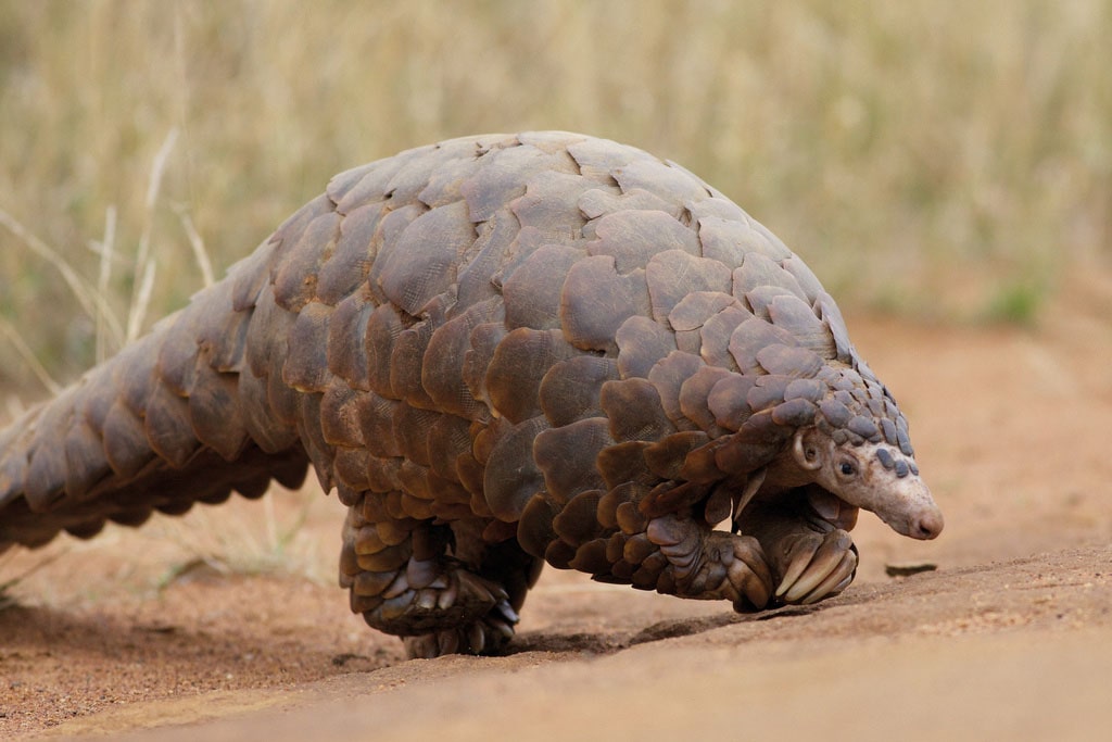 Pangolins e coronavírus