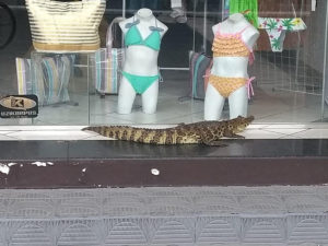 animais silvestres