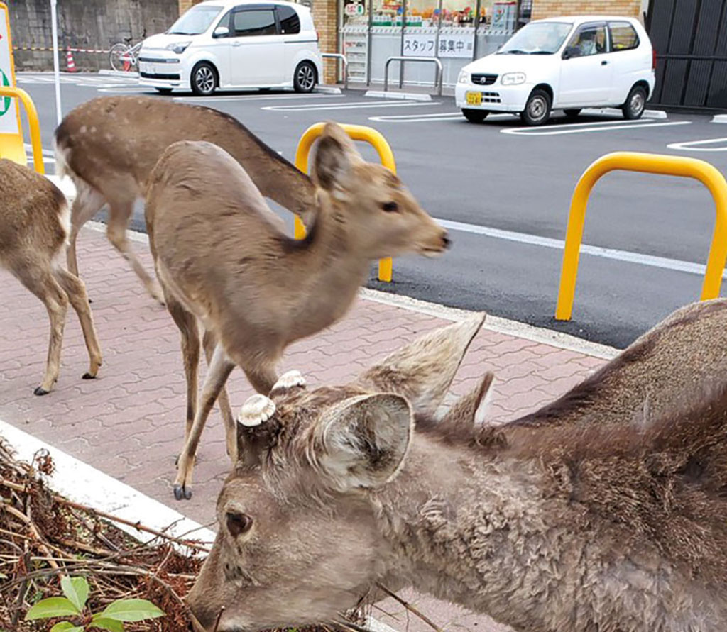 animais selvagens nas ruas das cidades
