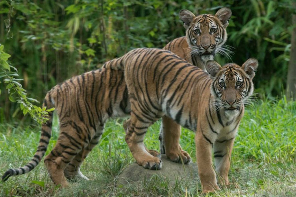 tigre-malaio