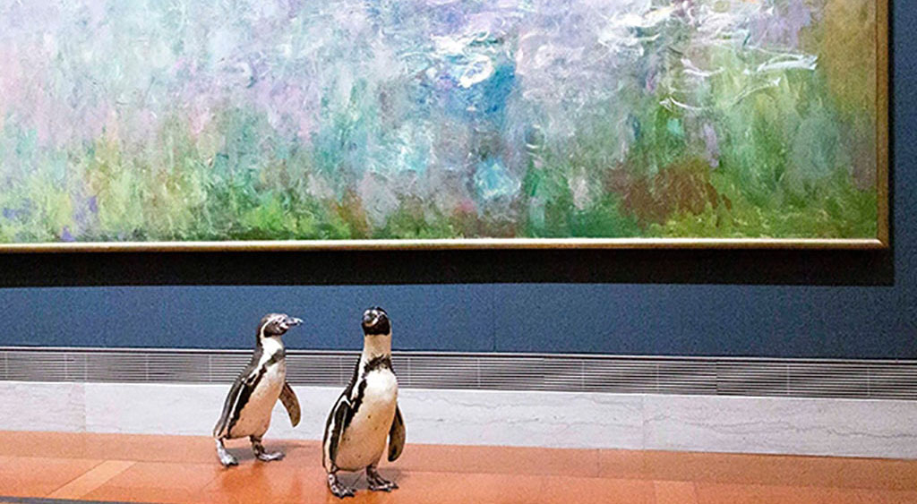 pinguins visitam o museu