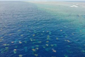 tartarugas marinhas