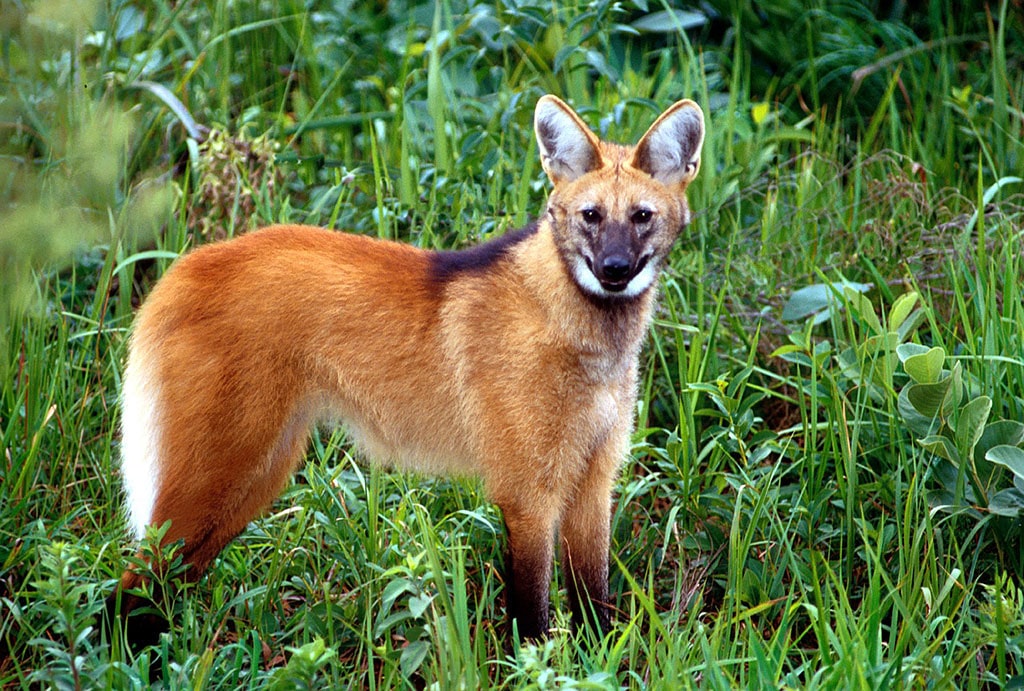 Lobo Guaíra