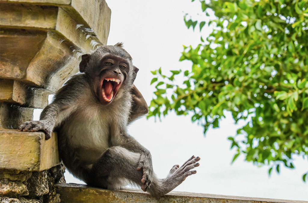 fotos mais engraçadas de animais