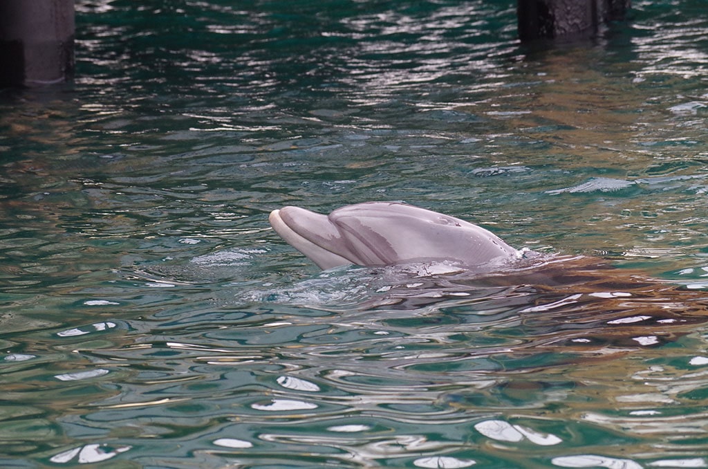 golfinhos cor-de-rosa