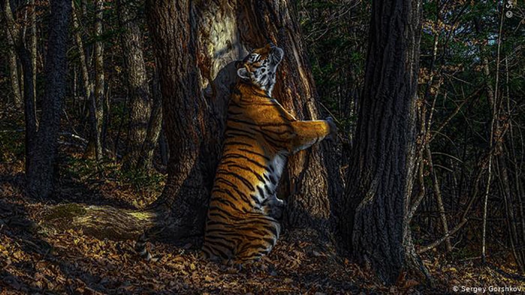 tigre abraçando a árvore