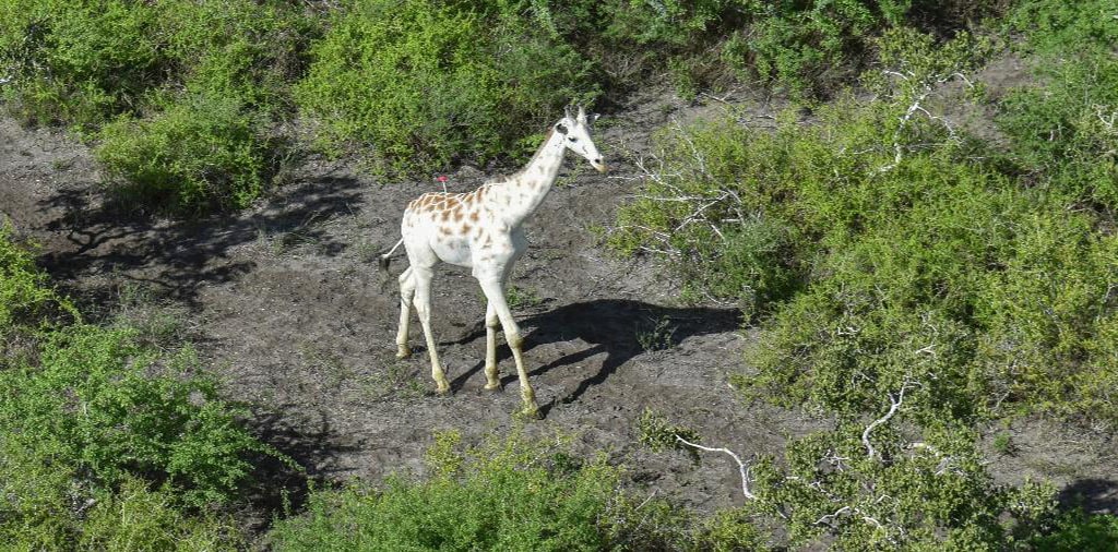 girafa branca