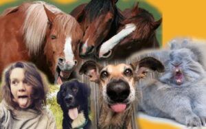 Pets engraçados