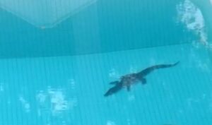 jacaré na piscina