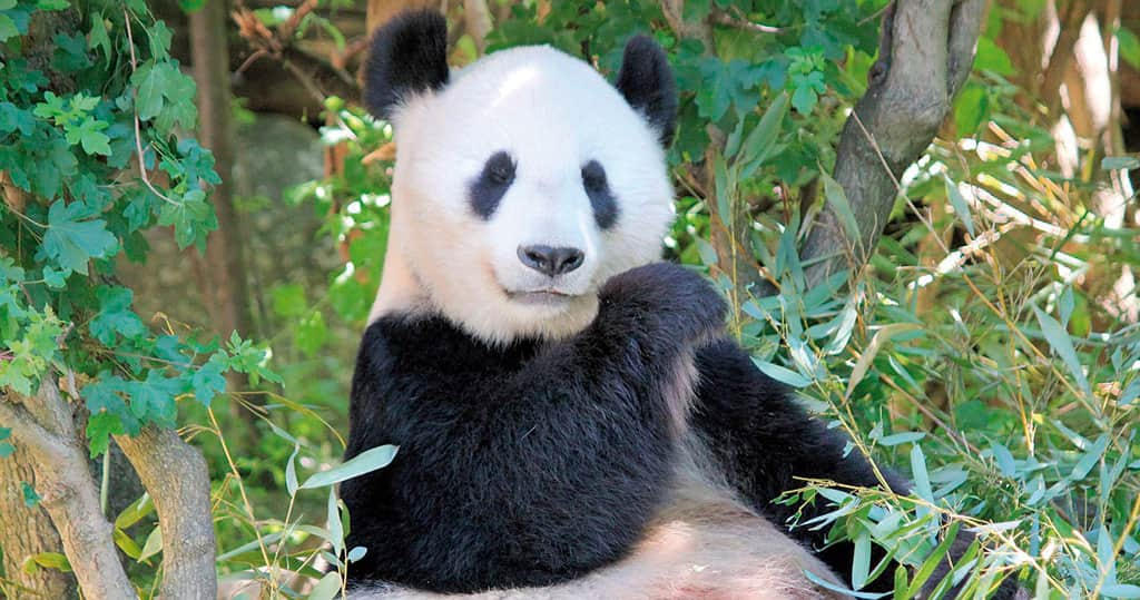 panda gigante