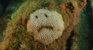 coral emoji triste Fernando de Noronha