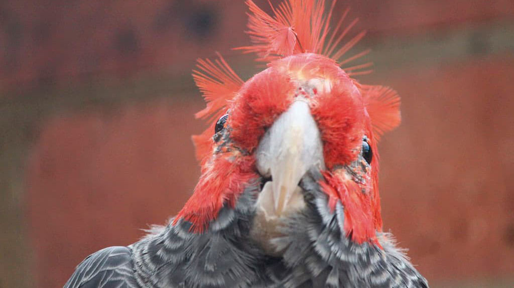 corpos de animais sofrem alterações com as mudanças climáticas