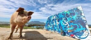 Pigcasso