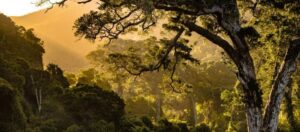 Floresta na Índia