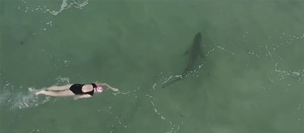drone Shark