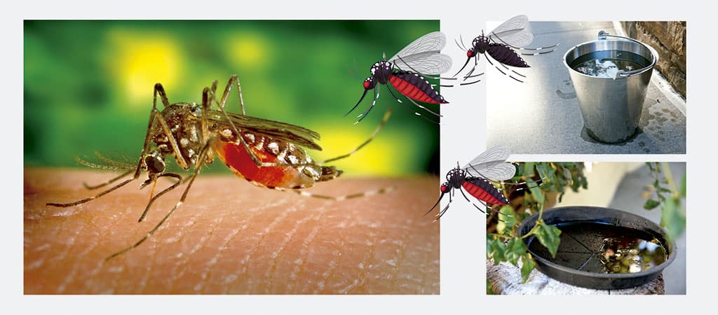 Epidemia da dengue se espalha pelo Brasil