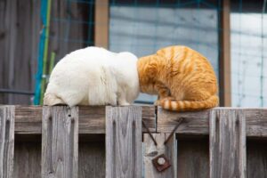 concurso de fotos engraçadas de animais