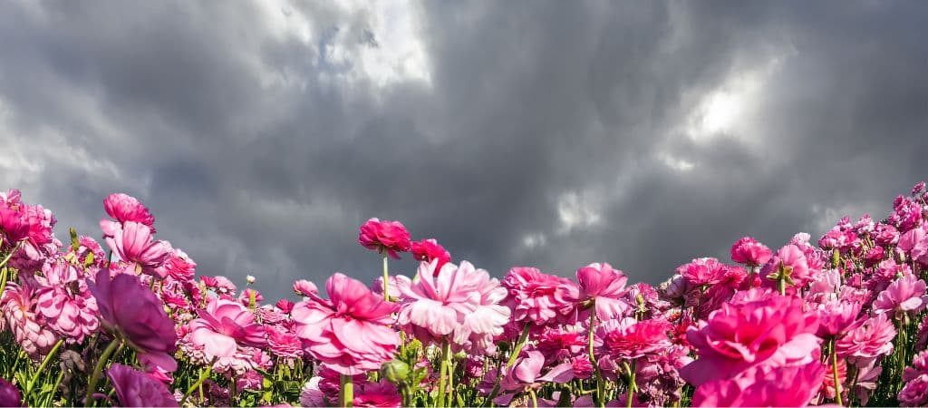 Volta do La Niña na Primavera