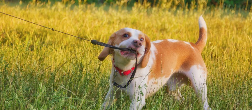 Cachorro teimoso