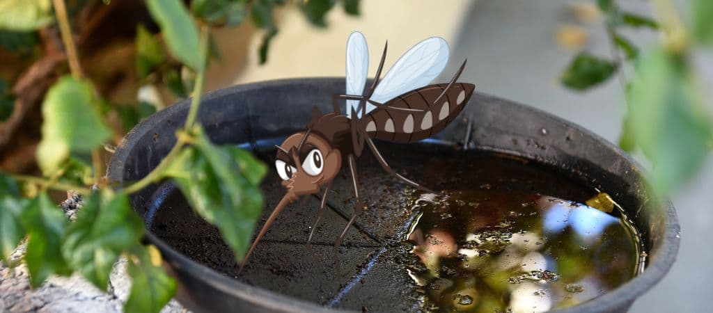 Prato com água parada atrai o mosquito que transmite a dengue