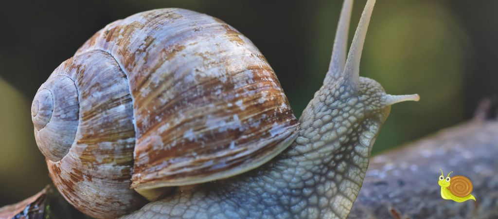 Brandon de Oliveira, de 13 anos, publica estudo científico sobre caracóis