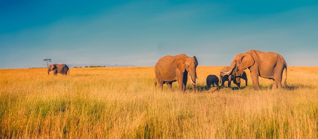 Migração de elefantes africanos por falta de água