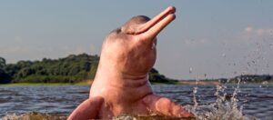 boto cor-de-rosa