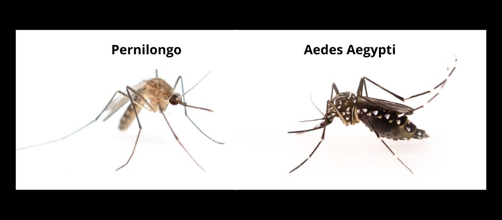 Diferença entre Aedes Egypti e o pernilongo