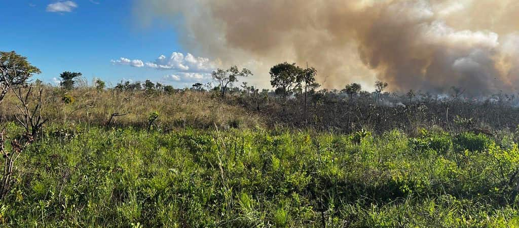 O fogo que controla o Cerrado