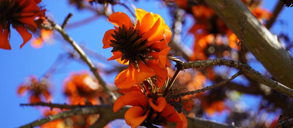 Pesquisadores alteram nome científico de plantas com origem racista