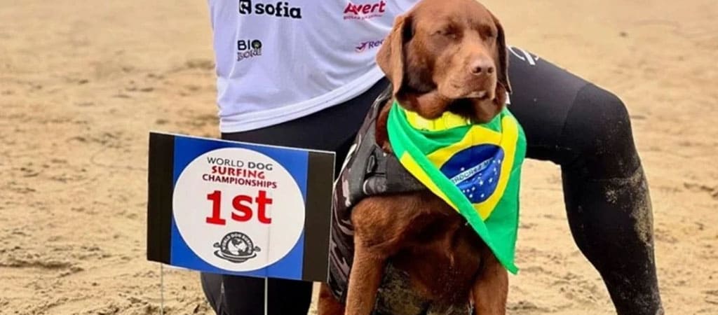 Cachorra brasileira ganha mundial de surfe para cachorros