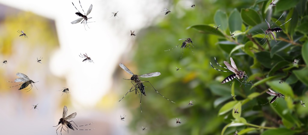 Pesquisa revela que calor aumenta mais a população de mosquitos Aedes Aegypti do que a chuva