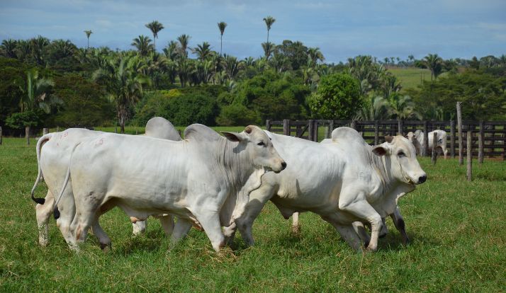 Estudo da Embrapa sobre agropecuáriia sustentável