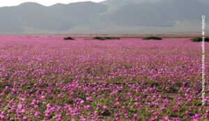 Deserto do Atacama fica coberto de flores