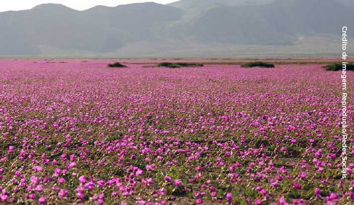 Deserto do Atacama fica coberto de flores