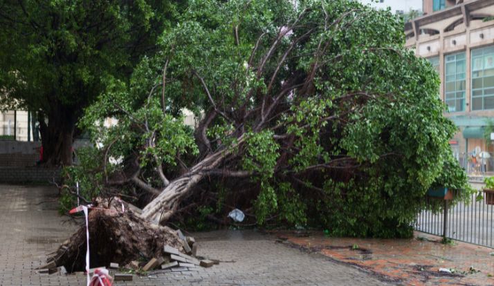 Caos em SP após vendaval histórico