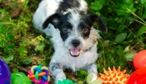 Estudo revela que alguns cães aprendem nomes de objetos apenas ouvindo humanos, mostrando semelhanças com o aprendizado dos bebês.