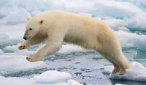 https://oantagonista.com.br/ladooa/entretenimento/ursos-polares-podem-estar-evoluindo-para-evitar-a-extincao/#google_vignette