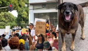 Pessoas protestam em todo país pelo cachorro Orelha