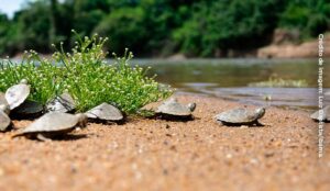 150 mil tartarugas-da-Amazônia fazem recorde em RR